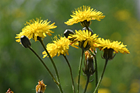 Crepis vesicaria